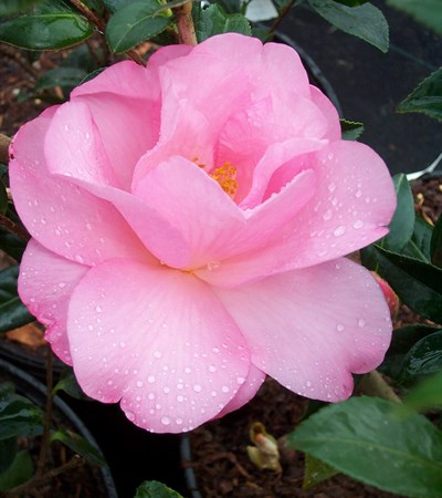 Camellia Kanjiro